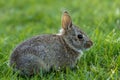 Small young Eastern Cottontail Rabbit in green grass with soft dappled sunlight Royalty Free Stock Photo