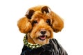 An adorable smiling brown toy Poodle dog with sunglasses on his head, golden necklace and dressing with leather jacket for travel