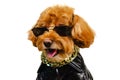 An adorable smiling brown toy Poodle dog wearing sunglasses, golden necklace and dressing with leather jacket for travel concept