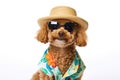An adorable smiling brown toy Poodle dog wears hat with sunglasses on top and Hawaii dress for summer season on white background Royalty Free Stock Photo