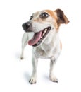 adorable smiling positive motivation dog face. Royalty Free Stock Photo