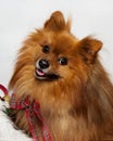 Adorable Smiling Red Pomeranian Dog