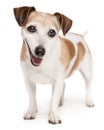 Adorable smiling senior 13 years old dog Jack Russell terrier looking at camera and smiling. Royalty Free Stock Photo