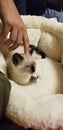 Siamese kitten laying cat snowshoe snow shoe kitten Royalty Free Stock Photo