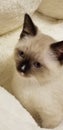 Siamese kitten laying cat snowshoe snow shoe kitten Royalty Free Stock Photo