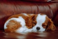 Adorable spaniel puppy fell asleep on soft brown sofa. Baby doggy with red and white shaggy fur curled up indoor.