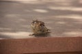 Adorable Sparrow