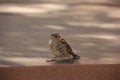 Adorable Sparrow