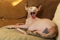 Adorable Sphynx cat lying on pillow indoors. Cute pet Royalty Free Stock Photo