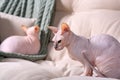 Adorable Sphynx cats on sofa at home. Lovely pets Royalty Free Stock Photo