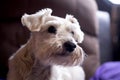 Adorable Silver White Schnauzer living quietly at home Royalty Free Stock Photo