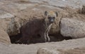 adorable spotted hyena cub stands alert and curious at den\'s entrance in the wild plains of amboseli national park, kenya