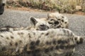 Adorable spotted hyena cubs with mother, Kruger National Park, South Africa