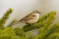 Adorable spring songbird perched on a pine tree