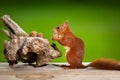 Adorable squirrel eating walnut on table