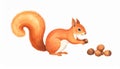 Adorable Squirrel Holding Nuts on a White Background in Watercolor Style Royalty Free Stock Photo
