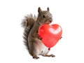 Adorable squirrel holding a red heart-shaped balloon Royalty Free Stock Photo