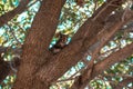 Adorable squirrel jumping from side to side