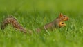 Adorable Squirrel romps through grass at city park