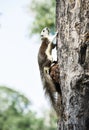Adorable squirrel on the tree