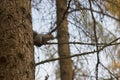 Adorable squirrel on a tree branch