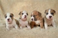 Adorable staffordshire terrier puppies