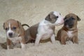 Adorable staffordshire terrier puppies playing