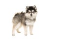 Adorable standing pomsky puppy seen from the side on a white background