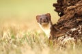 Adorable stoat