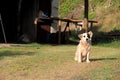 Adorable stray dog sitting quietly on lawn of rural country home Royalty Free Stock Photo