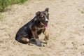 Adorable stray puppy having rest in a sandy place Royalty Free Stock Photo