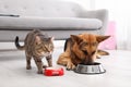 Adorable striped cat and dog eating together indoors. Royalty Free Stock Photo