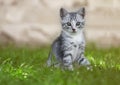 Adorable stripped kitten sitting outdoors