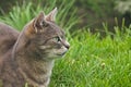 close up of male tabbycat cat sitting in grass