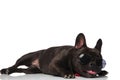 Adorable stylish french bulldog lying in the sun Royalty Free Stock Photo