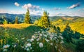 Adorable summer view of mountain valley with blooming chamomile flowers