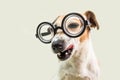Adorable suspicious slyly winking eye dog in glasses. Fooling around. Back to school funny muzzle dog. Gray background Royalty Free Stock Photo