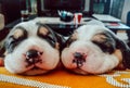 Adorable sweet little puppies lying and sleeping on a couch. Royalty Free Stock Photo