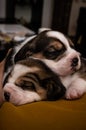 Adorable sweet little puppies lying and sleeping on a couch, vertical image.