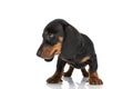 Adorable sweet teckel dachshund puppy looking to side