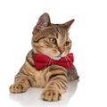 Adorable tabby british fold with red bowtie looks to side