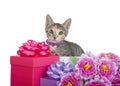 Tabby Calico mix kitten biting tail peeking out of presents with flowers Royalty Free Stock Photo