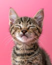 Adorable Tabby Cat with Closed Eyes in Front of Pink Background Cute Kitten Close Up with Whiskers and Stripes Feline Friend Royalty Free Stock Photo