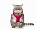 adorable tabby cat looking forward and sitting while wearing pink harness