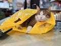 Adorable tabby cat playing with yellow plastic bag on table Royalty Free Stock Photo