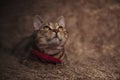 Adorable tabby cat with red bowtie looks up Royalty Free Stock Photo