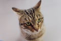 Adorable tabby cat sitting on kitchen floor staring at camera. Royalty Free Stock Photo