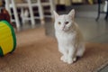 Adorable tabby cat sitting on kitchen floor staring at camera.