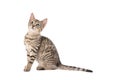 Adorable Tabby Kitten with a Long Tail Royalty Free Stock Photo