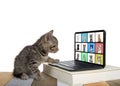 Kitten with paw on tiny laptop conferencing with kittens Royalty Free Stock Photo